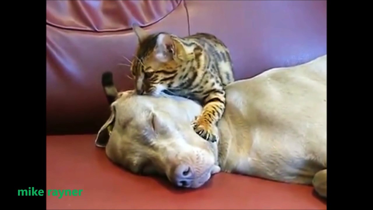 Funny Animals Cats & Dogs, Amazing Pets Agility & Talent Compilation, Best #1 hour Cute Pet Moments_11