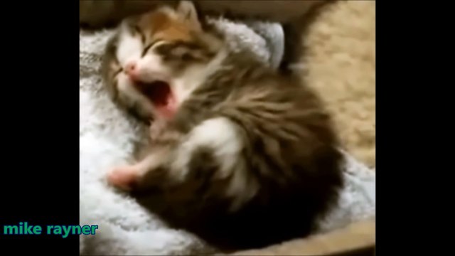 Funny Animals Cats & Dogs, Amazing Pets Agility & Talent Compilation, Best #1 hour Cute Pet Moments_20