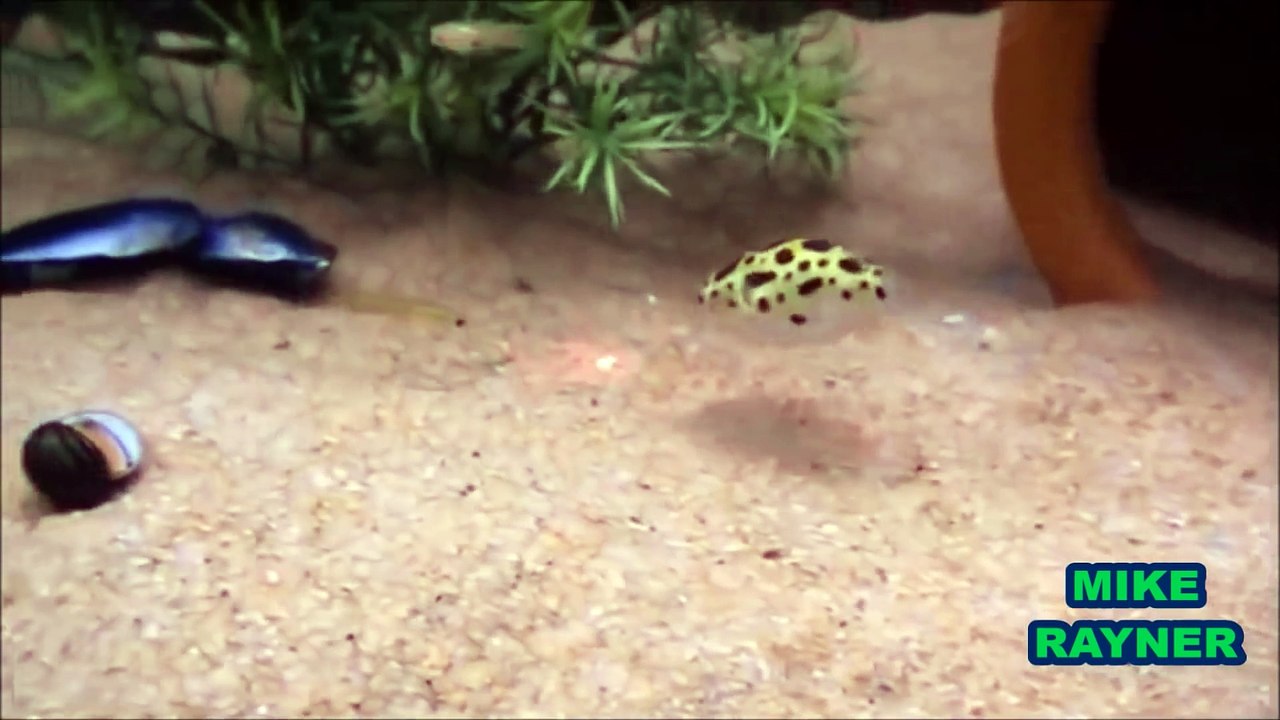 Funny Animals Cats & Dogs, Amazing Pets Agility & Talent Compilation, Best #1 hour Cute Pet Moments_22