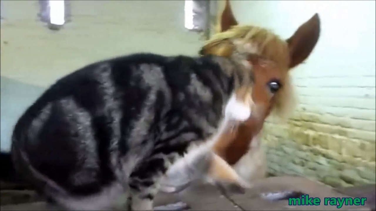 Funny Animals Cats & Dogs, Amazing Pets Agility & Talent Compilation, Best #1 hour Cute Pet Moments_31