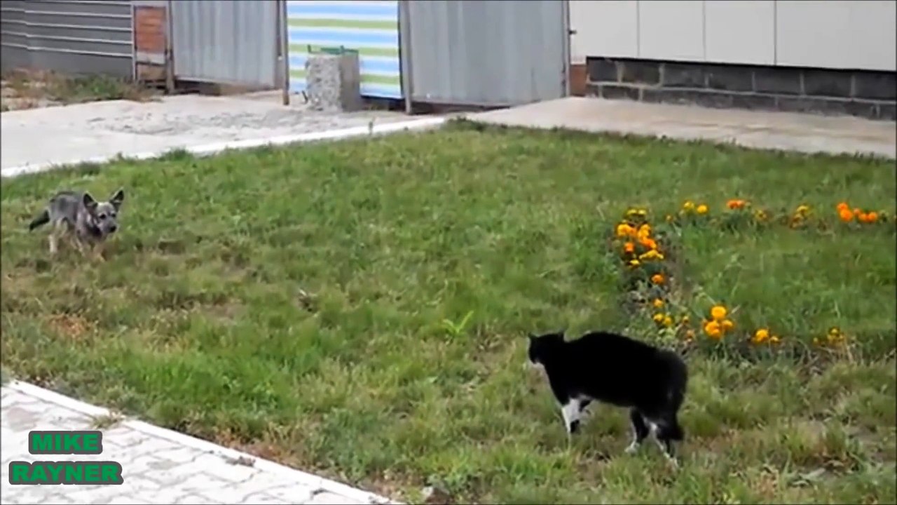 Funny Animals Cats & Dogs, Amazing Pets Agility & Talent Compilation, Best #1 hour Cute Pet Moments_35