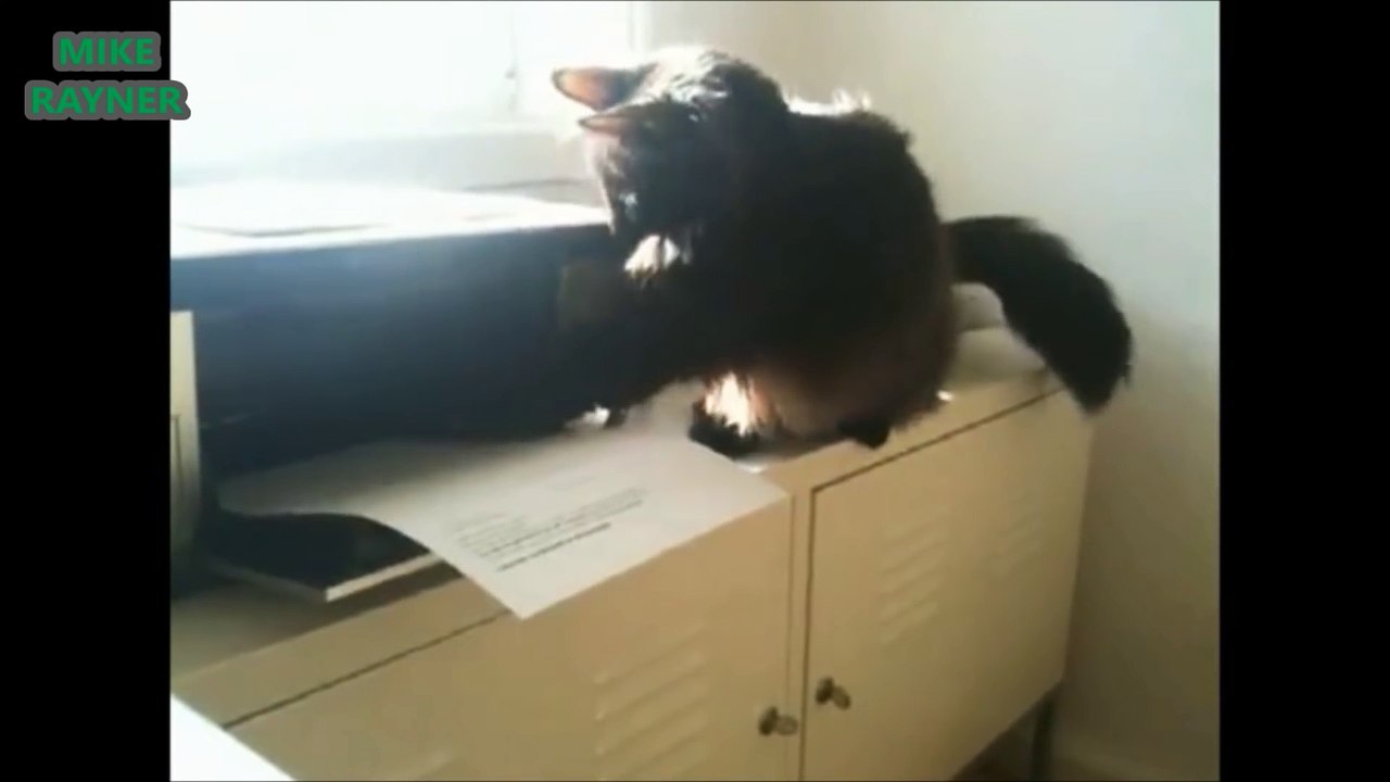 Funny Animals Cats & Dogs, Amazing Pets Agility & Talent Compilation, Best #1 hour Cute Pet Moments_42
