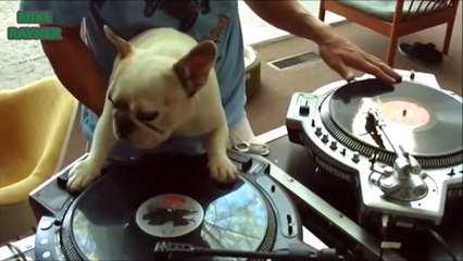 Funny Animals Cats & Dogs, Amazing Pets Agility & Talent Compilation, Best #1 hour Cute Pet Moments_44