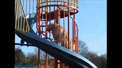 Funny Animals Cats & Dogs, Amazing Pets Agility & Talent Compilation, Best #1 hour Cute Pet Moments_48