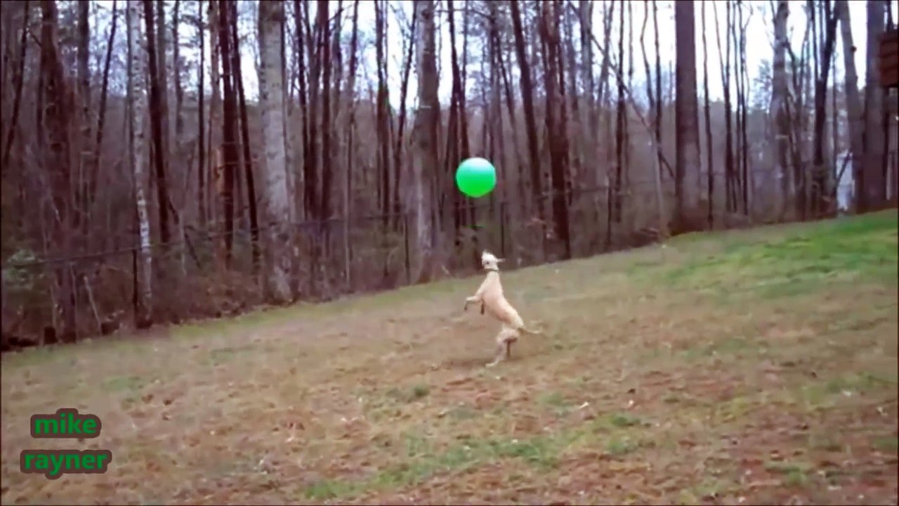 Funny Animals Cats & Dogs, Amazing Pets Agility & Talent Compilation, Best #1 hour Cute Pet Moments_49