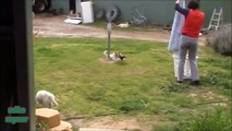 Funny Animals Cats & Dogs, Amazing Pets Agility & Talent Compilation, Best #1 hour Cute Pet Moments_52