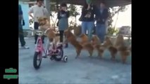 Funny Animals Cats & Dogs, Amazing Pets Agility & Talent Compilation, Best #1 hour Cute Pet Moments_54