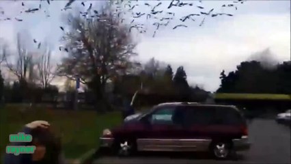 Funny Animals Cats & Dogs, Amazing Pets Agility & Talent Compilation, Best #1 hour Cute Pet Moments_58