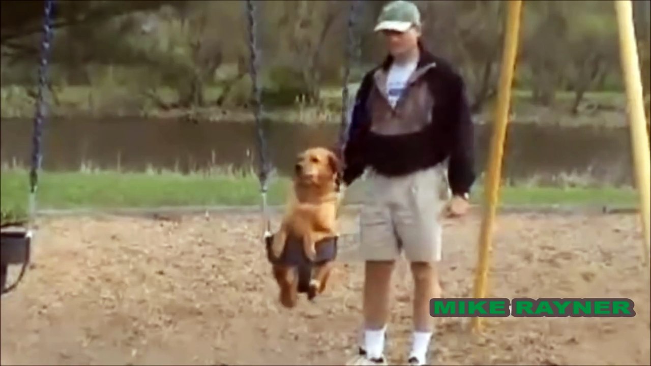 Funny Animals Cats & Dogs, Amazing Pets Agility & Talent Compilation, Best #1 hour Cute Pet Moments_62