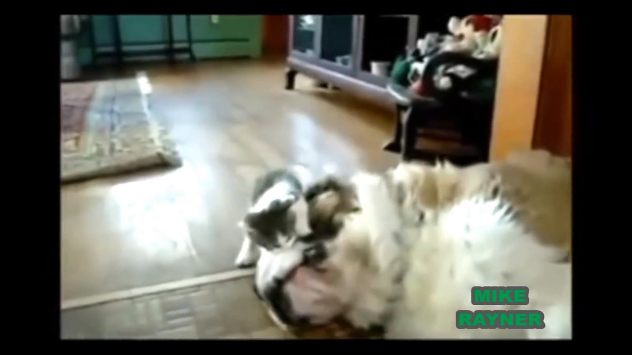 Funny Animals Cats & Dogs, Amazing Pets Agility & Talent Compilation, Best #1 hour Cute Pet Moments_67