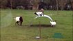 Funny Animals Cats & Dogs, Amazing Pets Agility & Talent Compilation, Best #1 hour Cute Pet Moments_69