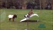 Funny Animals Cats & Dogs, Amazing Pets Agility & Talent Compilation, Best #1 hour Cute Pet Moments_70