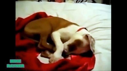 Funny Animals Cats & Dogs, Amazing Pets Agility & Talent Compilation, Best #1 hour Cute Pet Moments_73