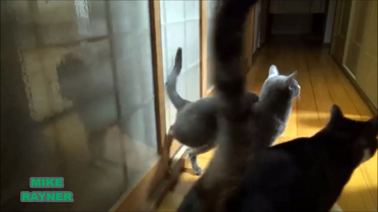 Funny Animals Cats & Dogs, Amazing Pets Agility & Talent Compilation, Best #1 hour Cute Pet Moments_79