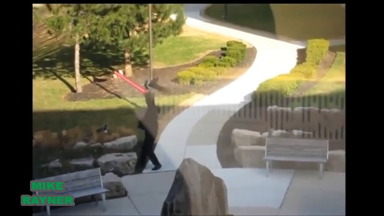 Funny Animals Cats & Dogs, Amazing Pets Agility & Talent Compilation, Best #1 hour Cute Pet Moments_81