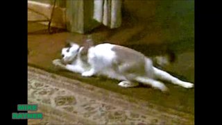 Funny Animals Cats & Dogs, Amazing Pets Agility & Talent Compilation, Best #1 hour Cute Pet Moments_89