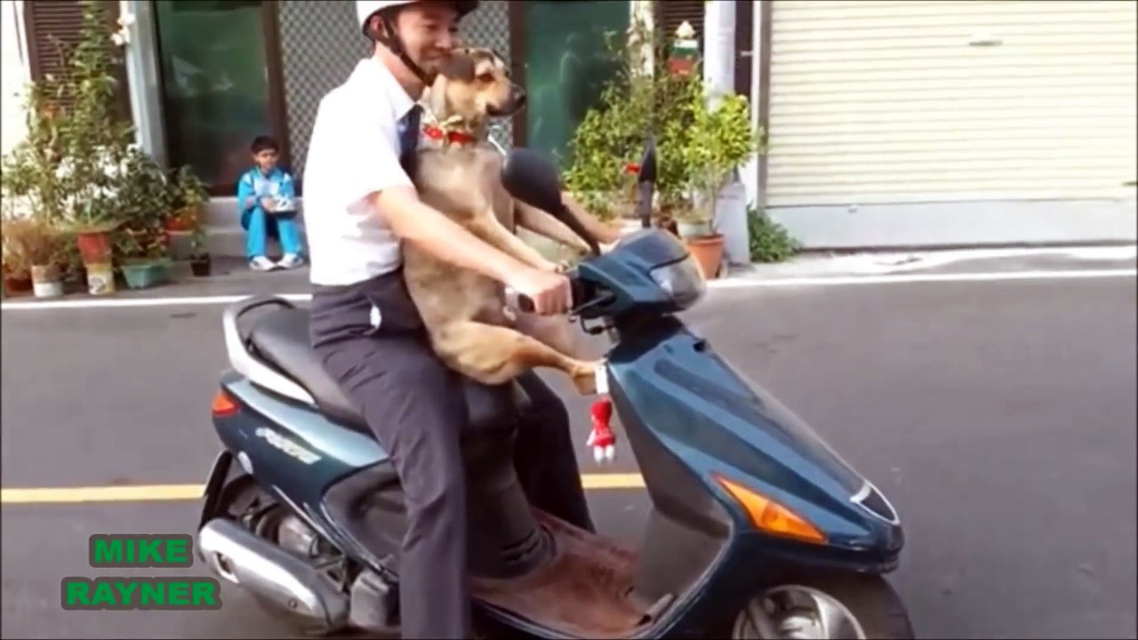 Funny Animals Cats & Dogs, Amazing Pets Agility & Talent Compilation, Best #1 hour Cute Pet Moments_91