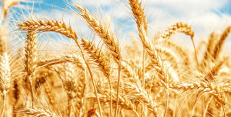 Türkiye, Rusya'dan Yapılan Buğday İthalatına Kısıtlama Getirdi