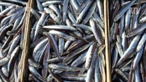 L'anchois est en abondance dans le golfe de Gascogne