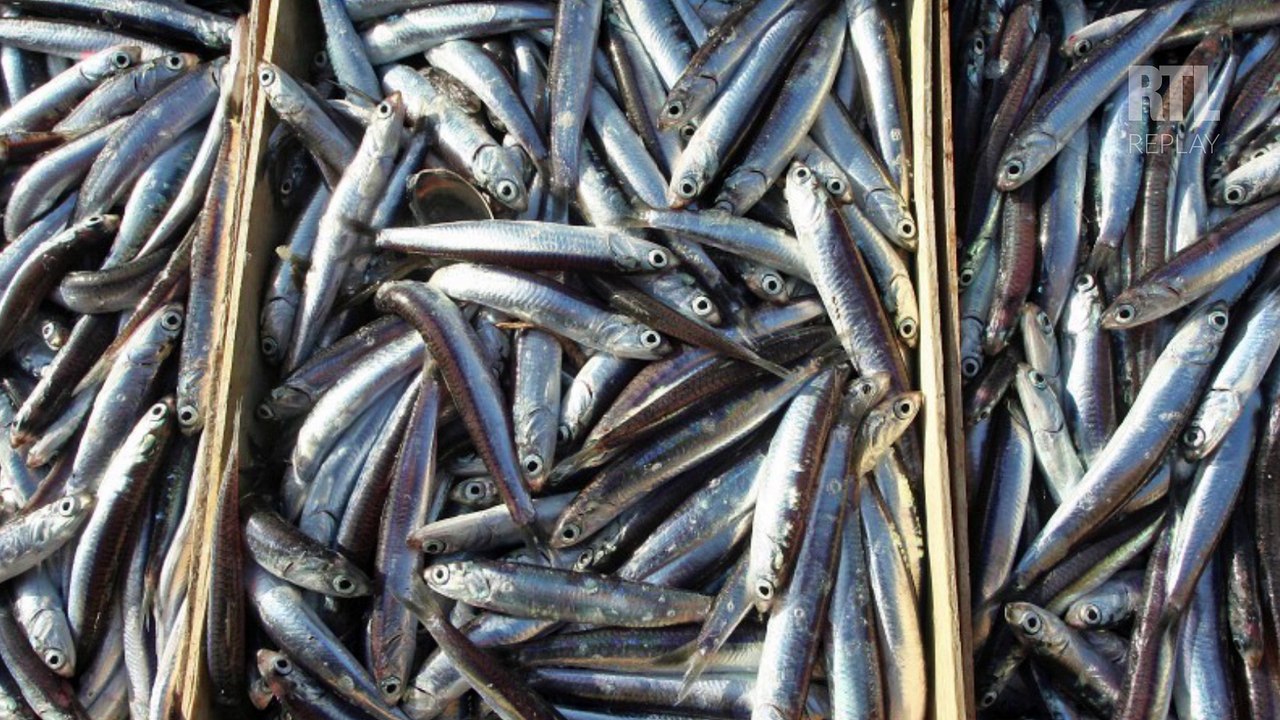 L'anchois est en abondance dans le golfe de Gascogne