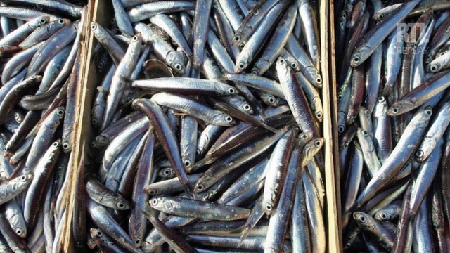 L'anchois est en abondance dans le golfe de Gascogne