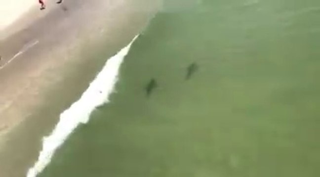 Ces requins nagent au bord de la plage à Myrtle Beach !
