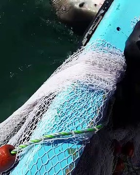 ce pêcheur se bat avec un requin qui ne veut pas lâcher son filet !