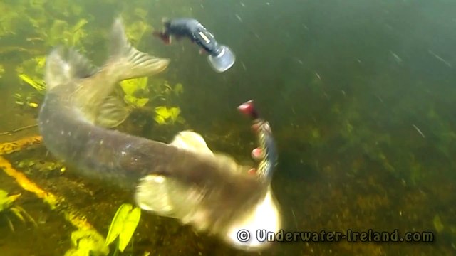 BROCHET ATTAQUE LEURRES
