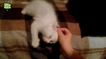 Cute Kittens  Funny Cats Playing  [Epic Laughs]