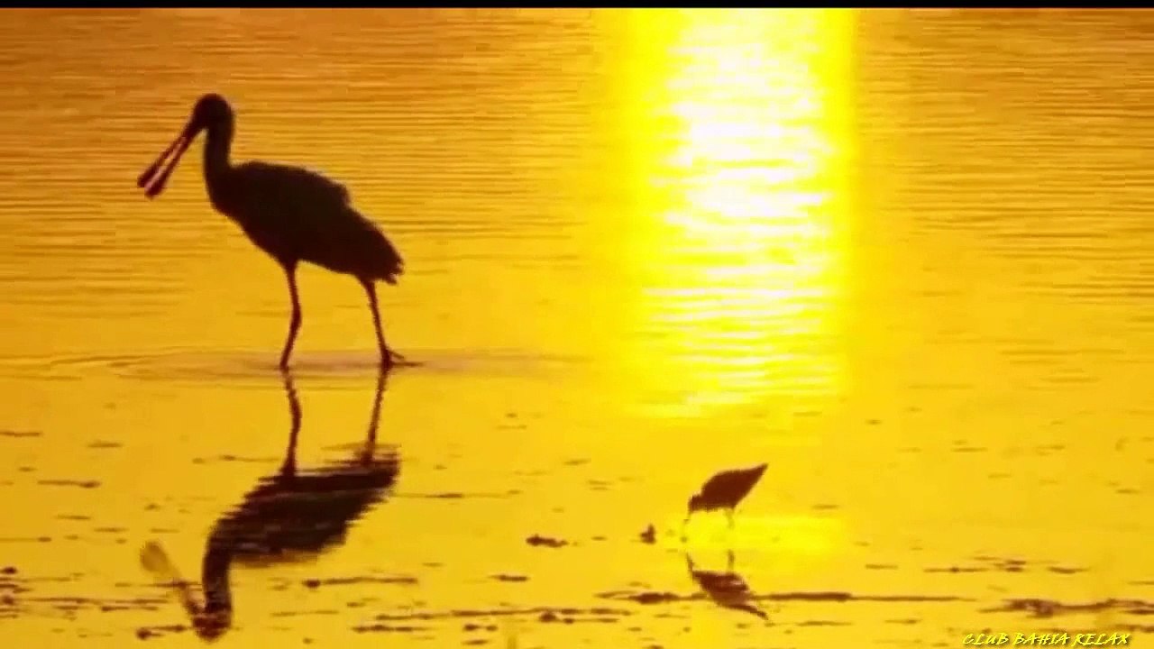 Música de Relaxamento para o Stress , Aliviar a Tensão e Ansiedade la Meditação - Dailymotion
