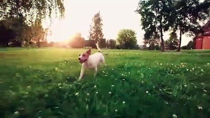 Как говорят животные - Малышарики - Новые серии - Мяу Гав! (65 серия)