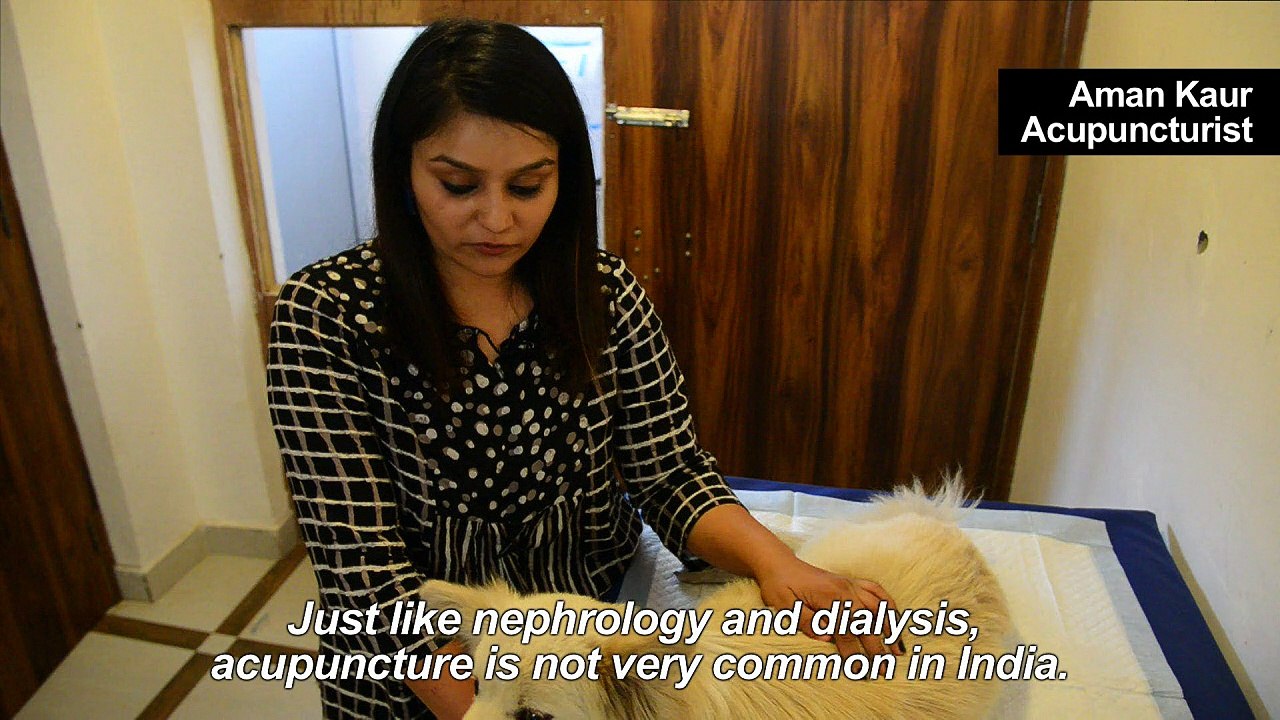 India's pampered pets lap up new treatments