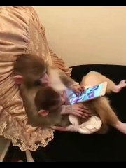 Genius Monkey Uses Tablet Like a Pro 🧠