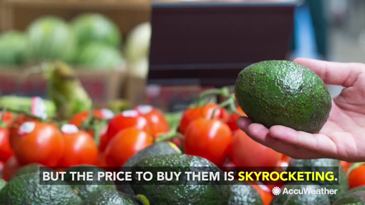 When will avocado prices come down?