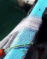 Un pêcheur est obligé de se battre avec un requin qui ne veut pas lâcher son filet