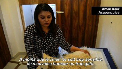 Une clinique de Delhi offre acupuncture et dialyse pour toutous