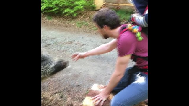 Saint-Hubert : ils tombent sur un sanglier dans les bois