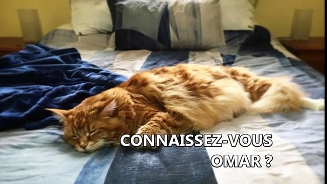 Omar, 4 ans, le plus grand chat du monde ?