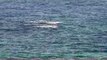 Amazing Gray Whale Watching Off Laguna Beach