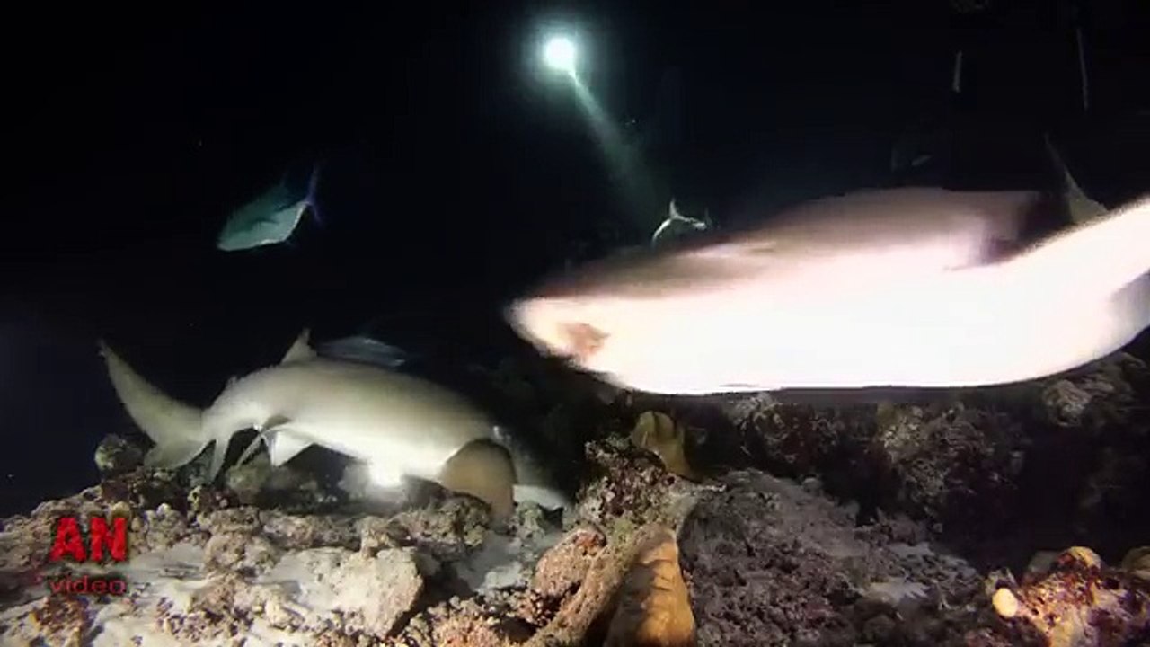 Elle nage avec les requins