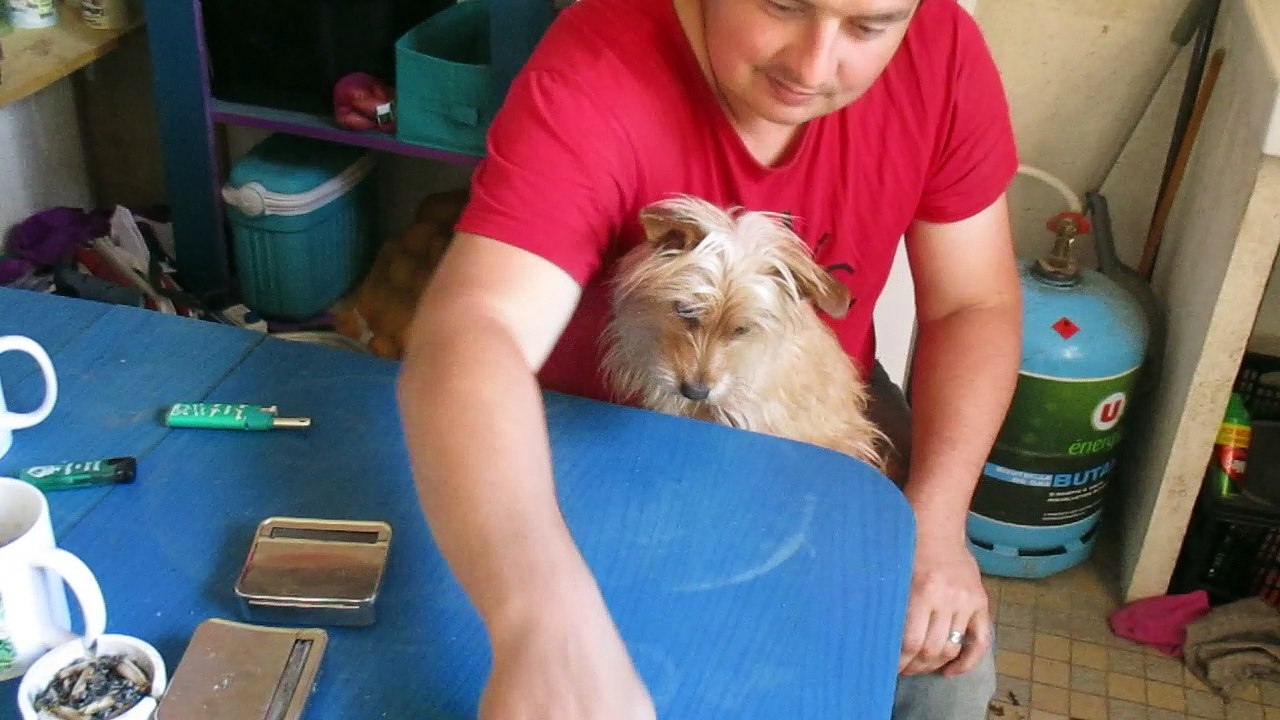 mon chien s'est ce qu'il veut