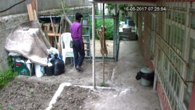 İstanbul'da Güpegündüz Bahçedeki Köpeği Çaldılar