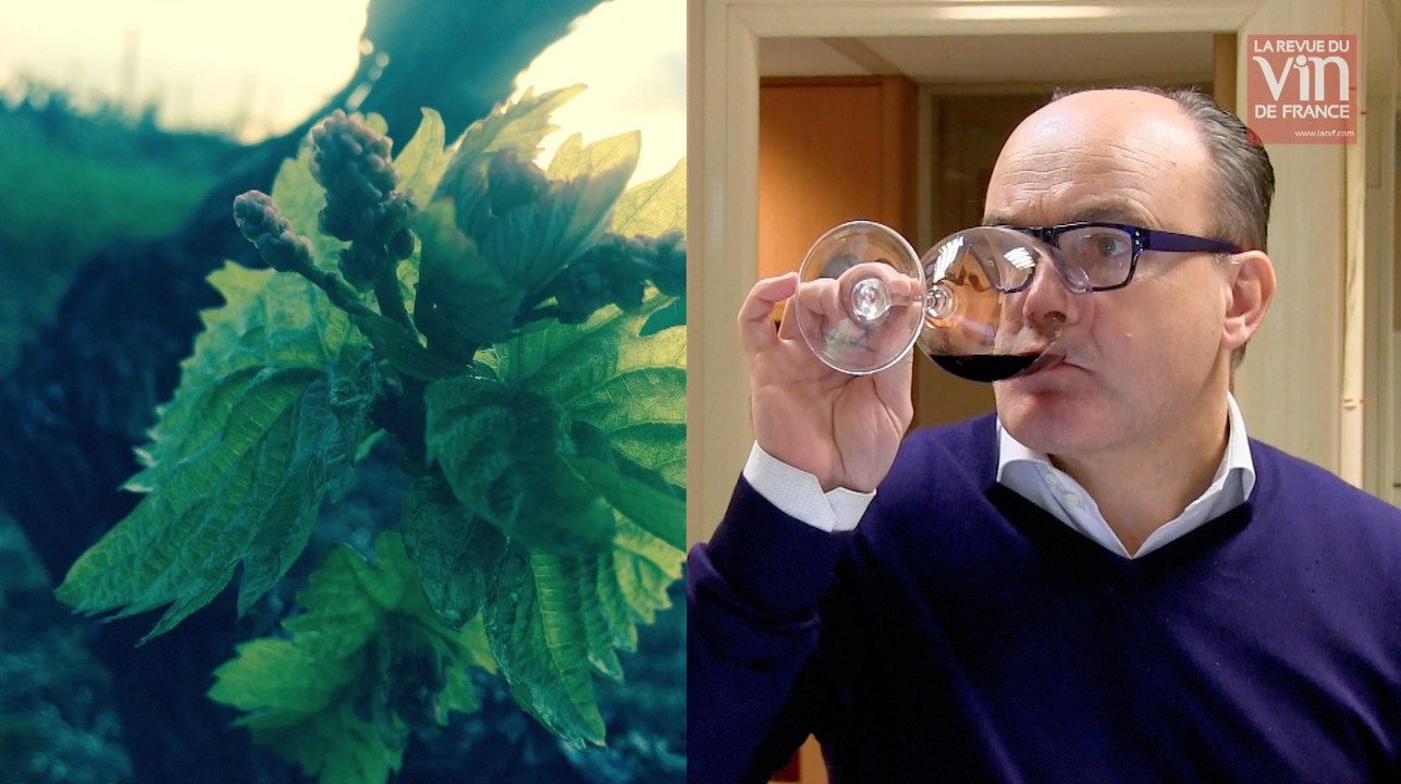 Coup de cœur pour un vin du Beaujolais du terroir des Grands Cras