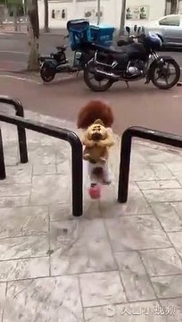 Ce chien est très heureux d'aller à l'école