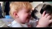 Cute Pugs And Babies Playing And Laughing Together Compilatio