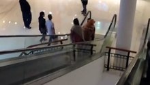 Golden Retriever sobe escadas rolantes de centro comercial no colo do dono