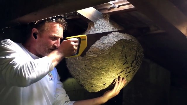 Un nids gigantesque de frelons asiatique