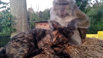 Quand un singe montre comment caresser un chat