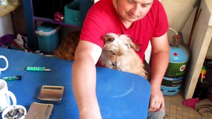 mon chien s'est qu'il veut