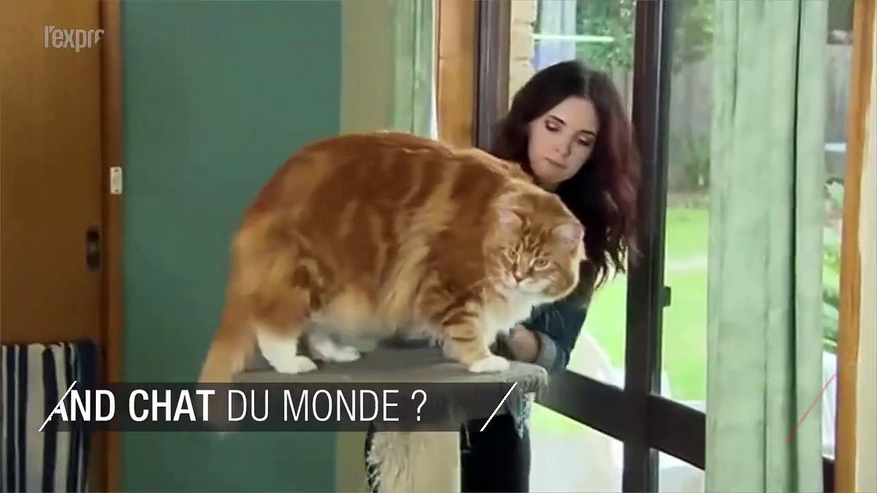 Découvrez Omar, le plus grand chat du monde d'1m20
